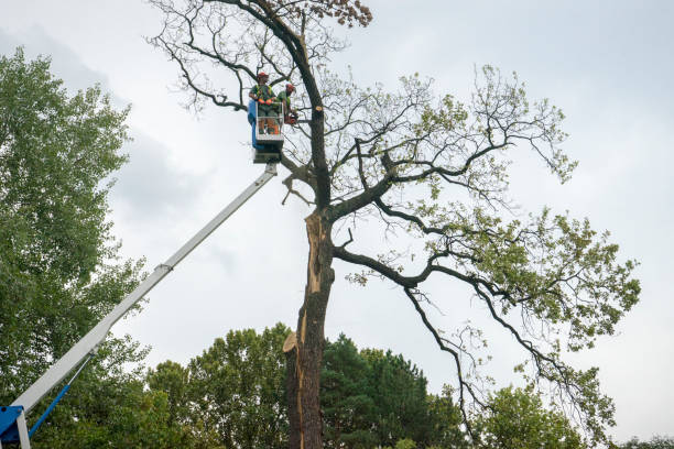 Best Tree Preservation Services  in Buhler, KS